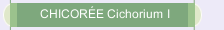 CHICOR&Eacute;E Cichorium I