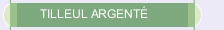 TILLEUL ARGENT&Eacute; 